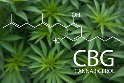 CBG (Cannabigerol)