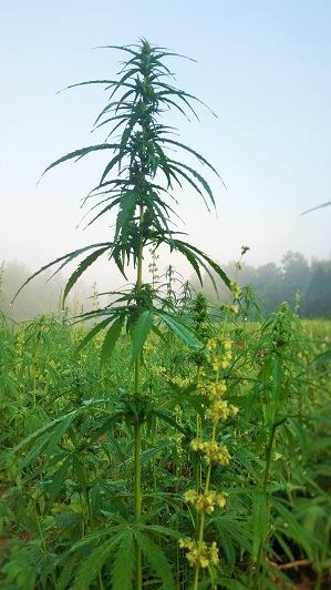 Hemp Flower